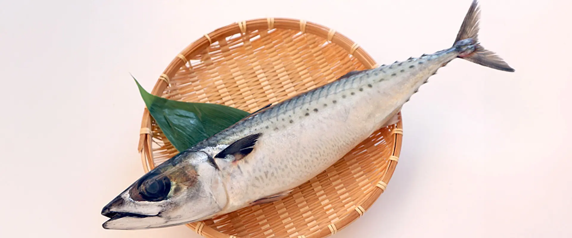そもそもゴマサバとは？どんな魚なの？