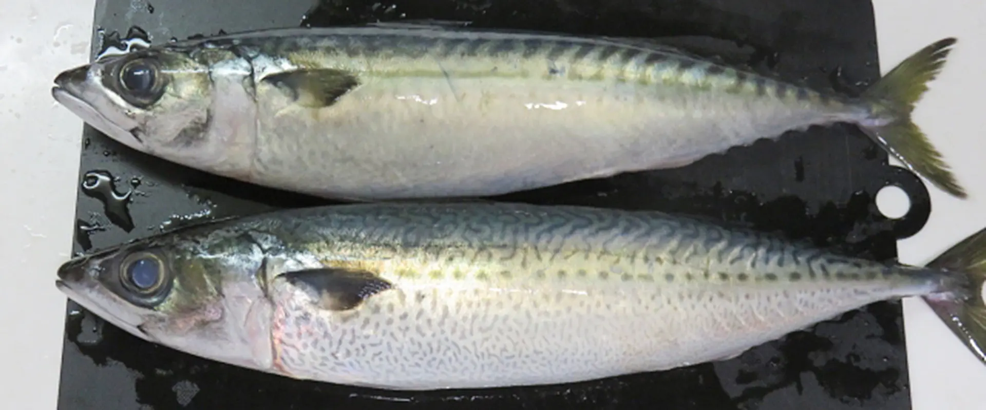 マサバとの違い