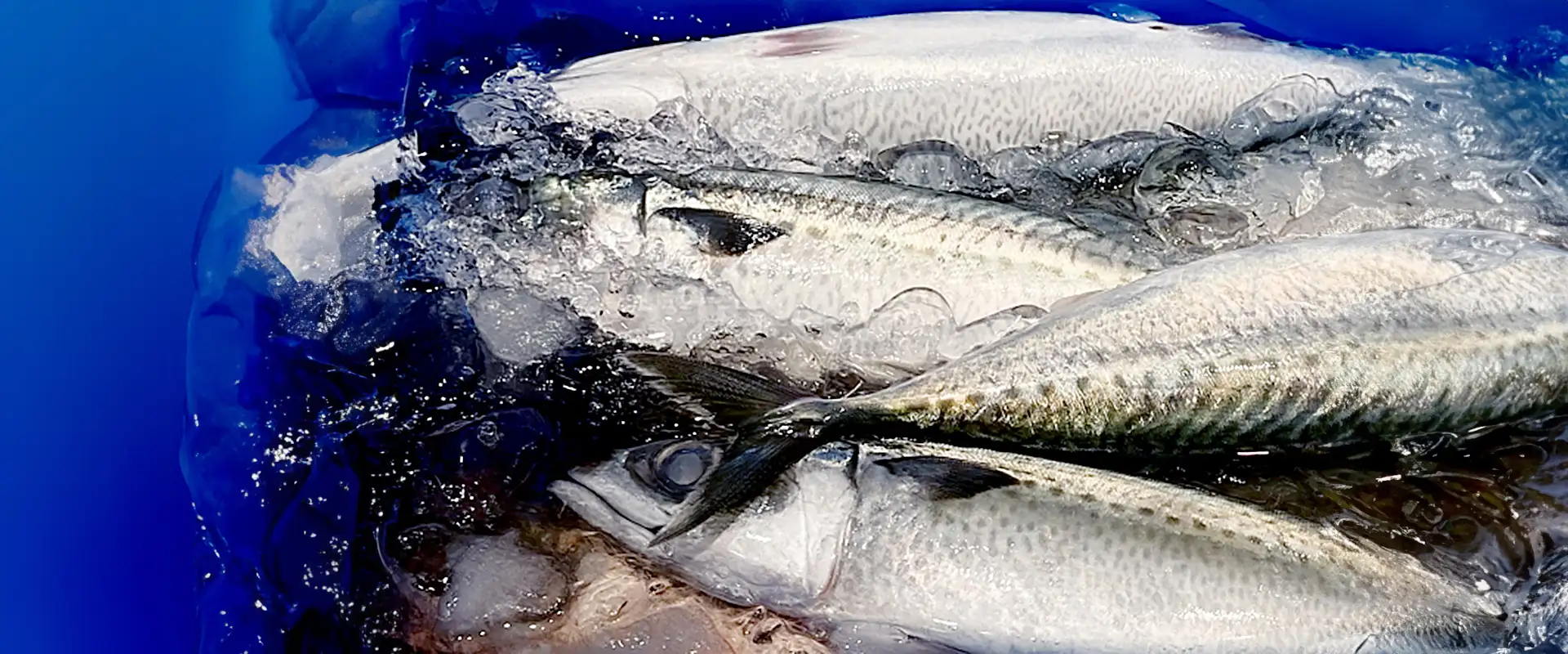 ゴマサバの刺身はまずい？食べ方は塩焼き？
