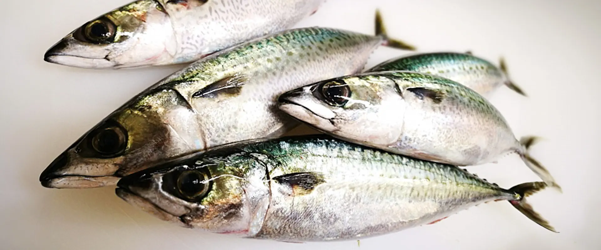 ゴマサバの刺身はまずい？食べ方は塩焼き？マサバとの違い まとめ