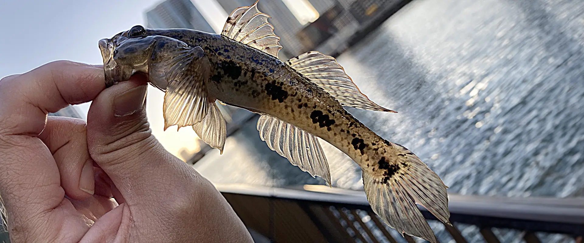 ハゼの刺身は危険？毒あるの？美味しい食べ方はから揚げ丸ごと