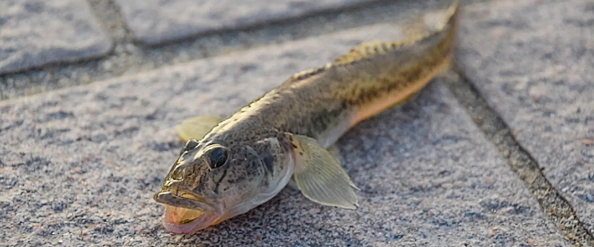 そもそもハゼとは？どんな魚なの？