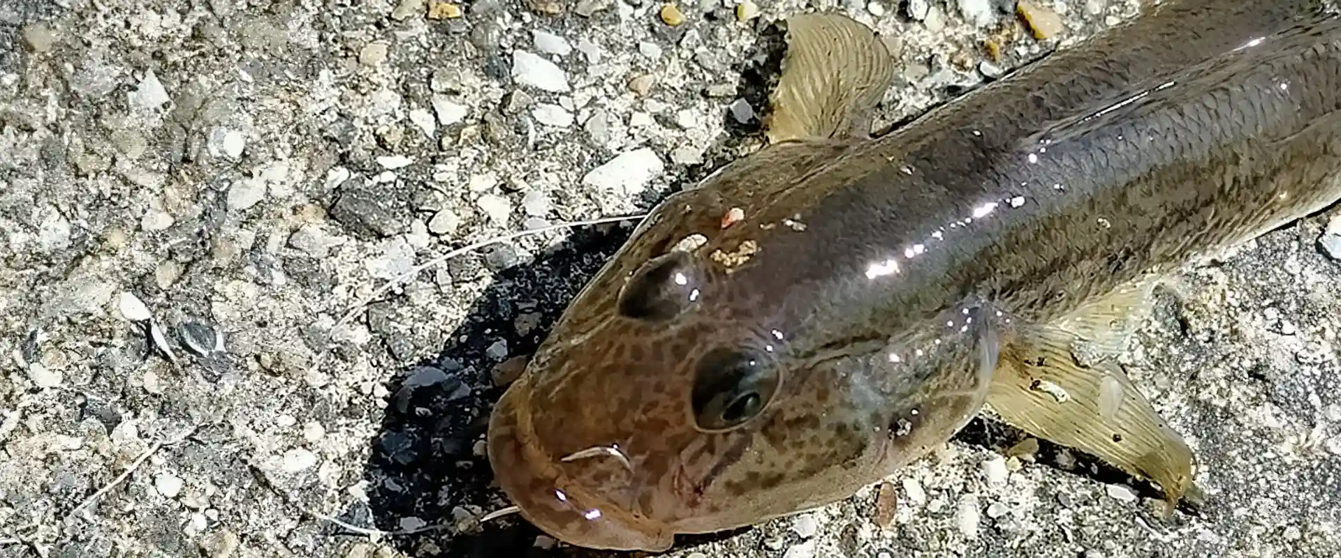 ハゼの刺身は危険？寄生虫いるの？