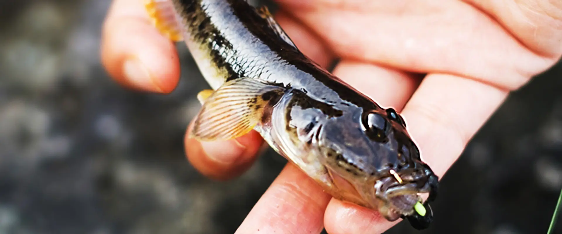 寄生虫いるの？