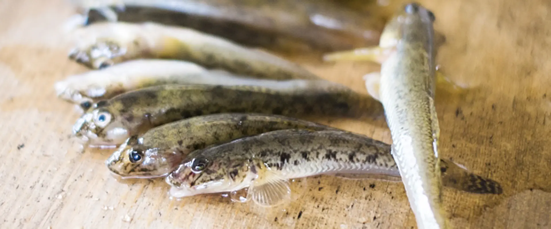ハゼの美味しい食べ方はから揚げ丸ごと