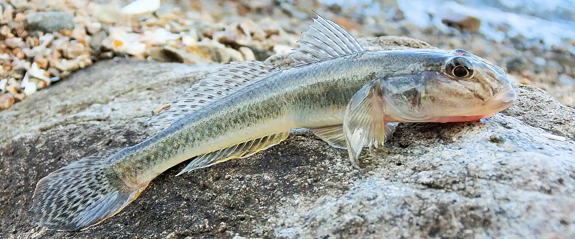 ハゼの刺身は危険？毒あるの？美味しい食べ方はから揚げ丸ごと まとめ