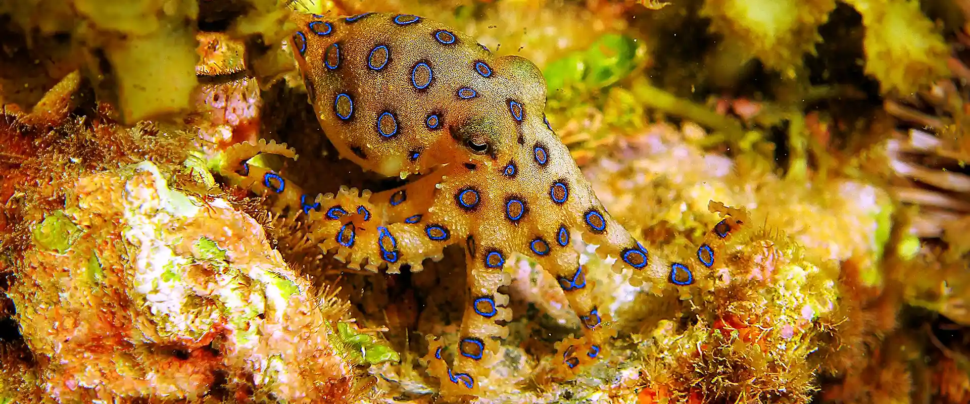 ヒョウモンダコを食べると危険！生息地は？天敵はいるの？