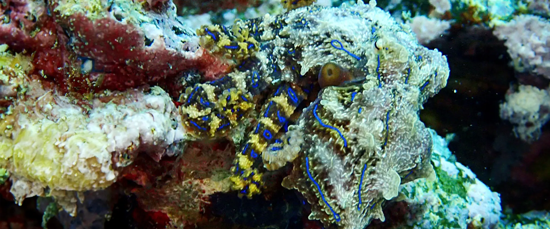 そもそもヒョウモンダコとは？生態と特徴