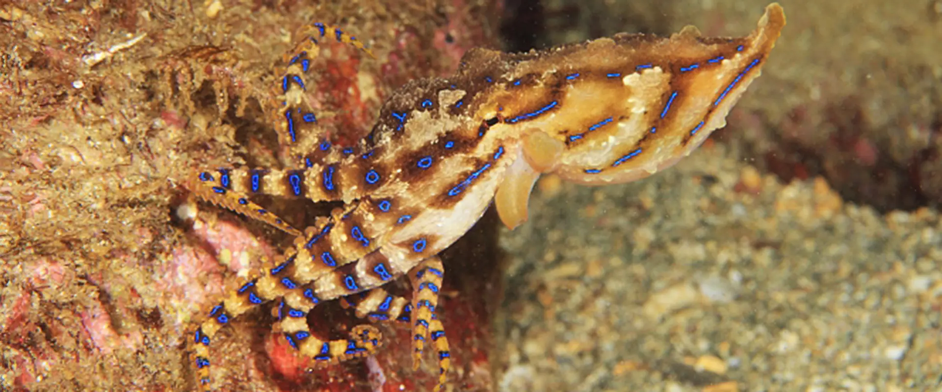 ヒョウモンダコを食べると危険！