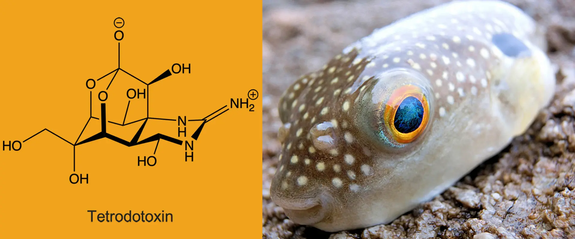 フグと同じ毒ですか？