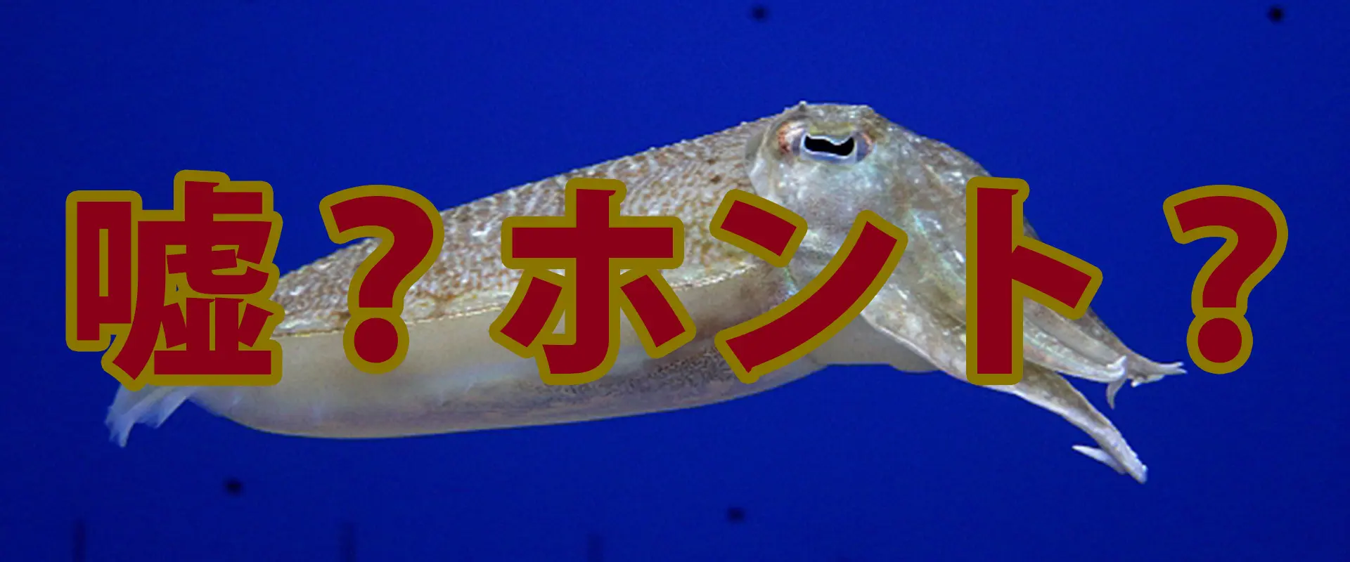 「天敵はコウイカ」嘘？ホント？