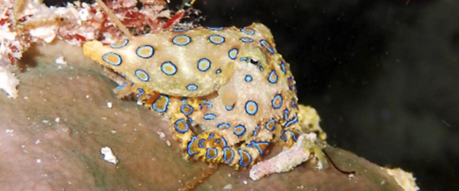 ヒョウモンダコを食べると危険！生息地は？天敵はいるの？まとめ