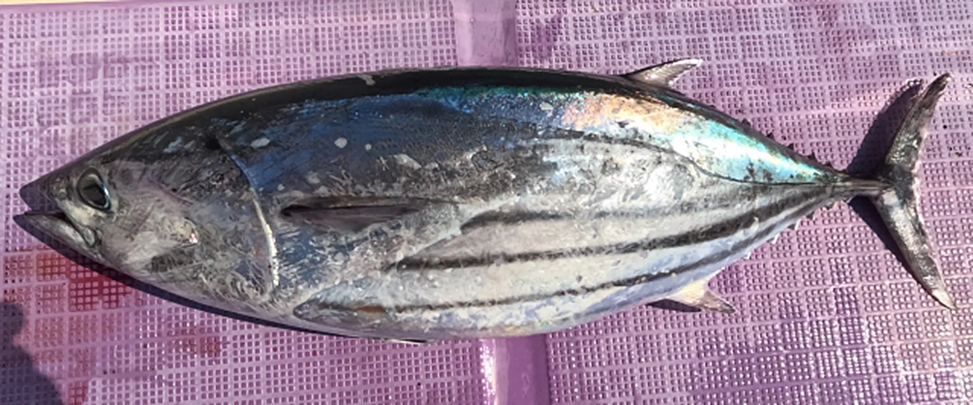 そもそも「カツオ」とはどんな魚？