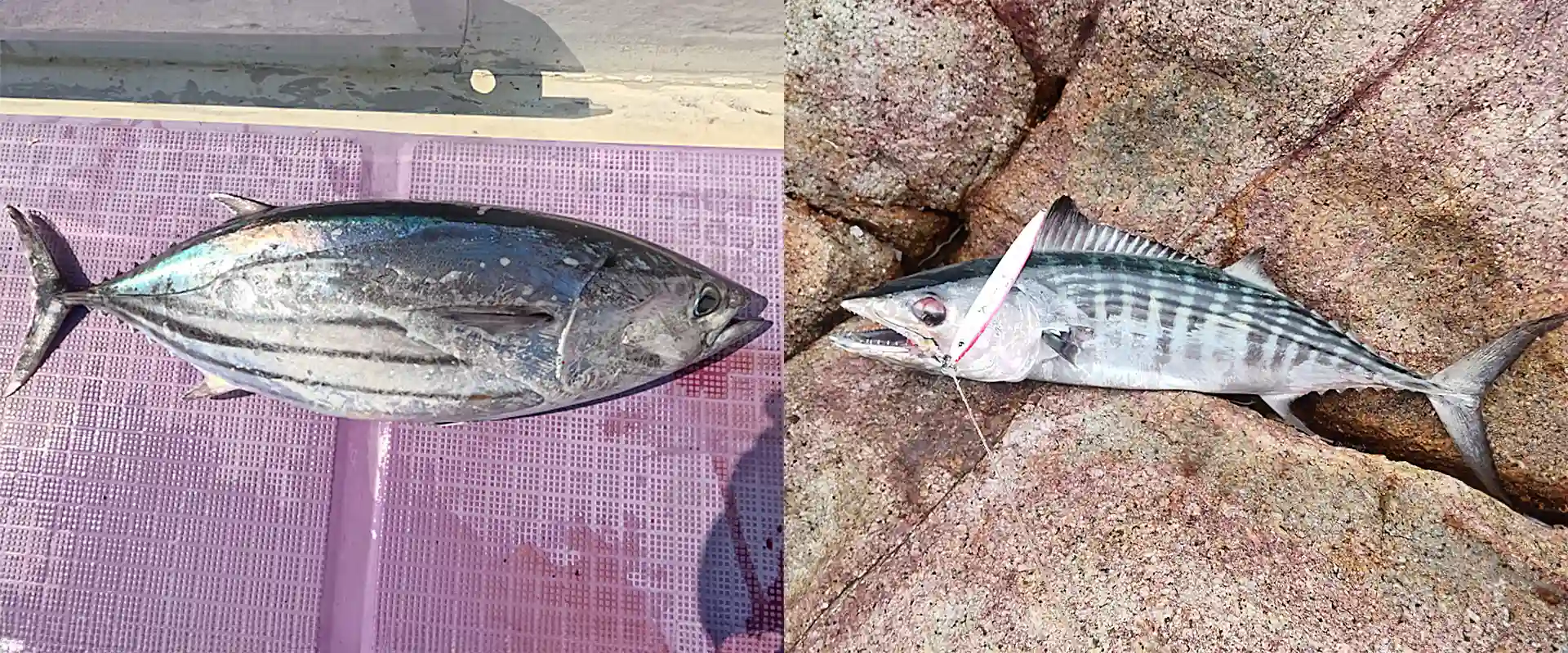 ハガツオとの違い