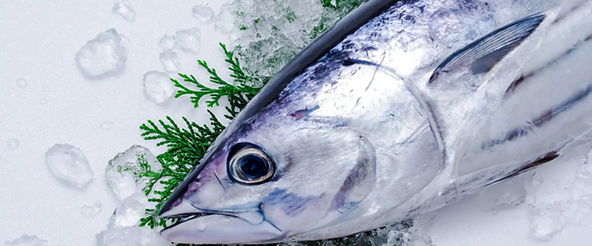 カツオのたたきにアニサキスいる？なぜたたき？なぜ炙る？まとめ