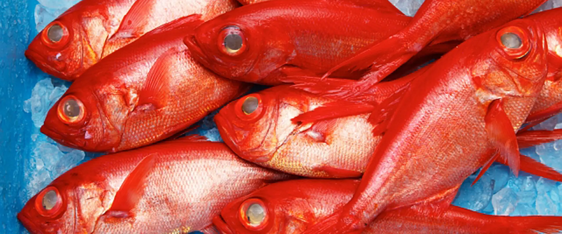 そもそも金目鯛（キンメダイ）とは？どんな魚なの？