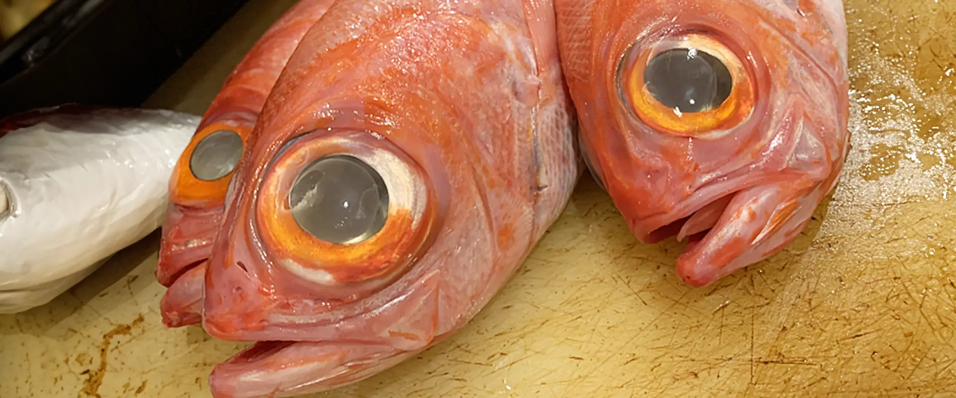 アニサキスいるの？