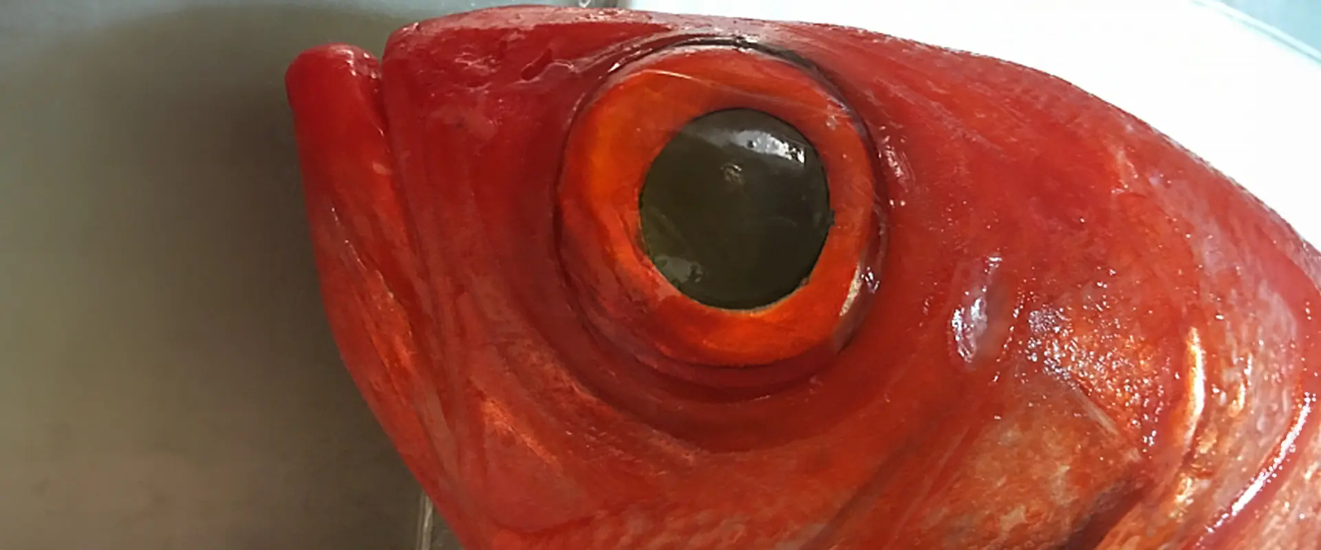 金目鯛の値段は？煮付け以外で刺身はまずいの？アニサキスは？まとめ