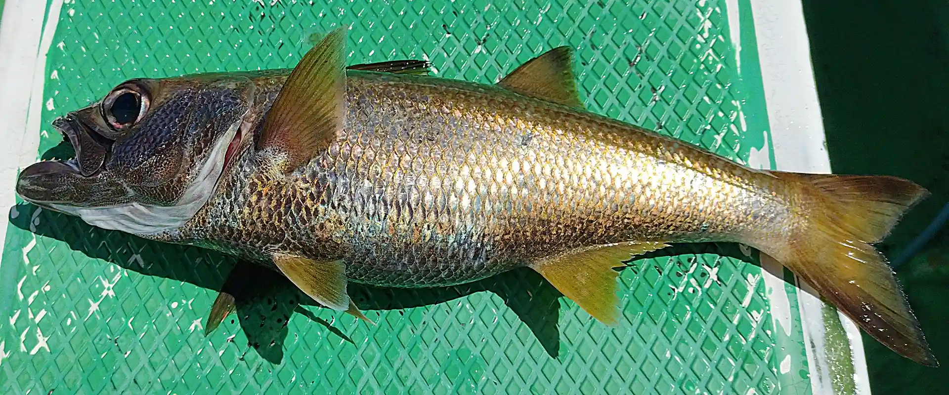 黒ムツの刺身の美味しい食べ方？ノドグロとの違い？魚の値段？