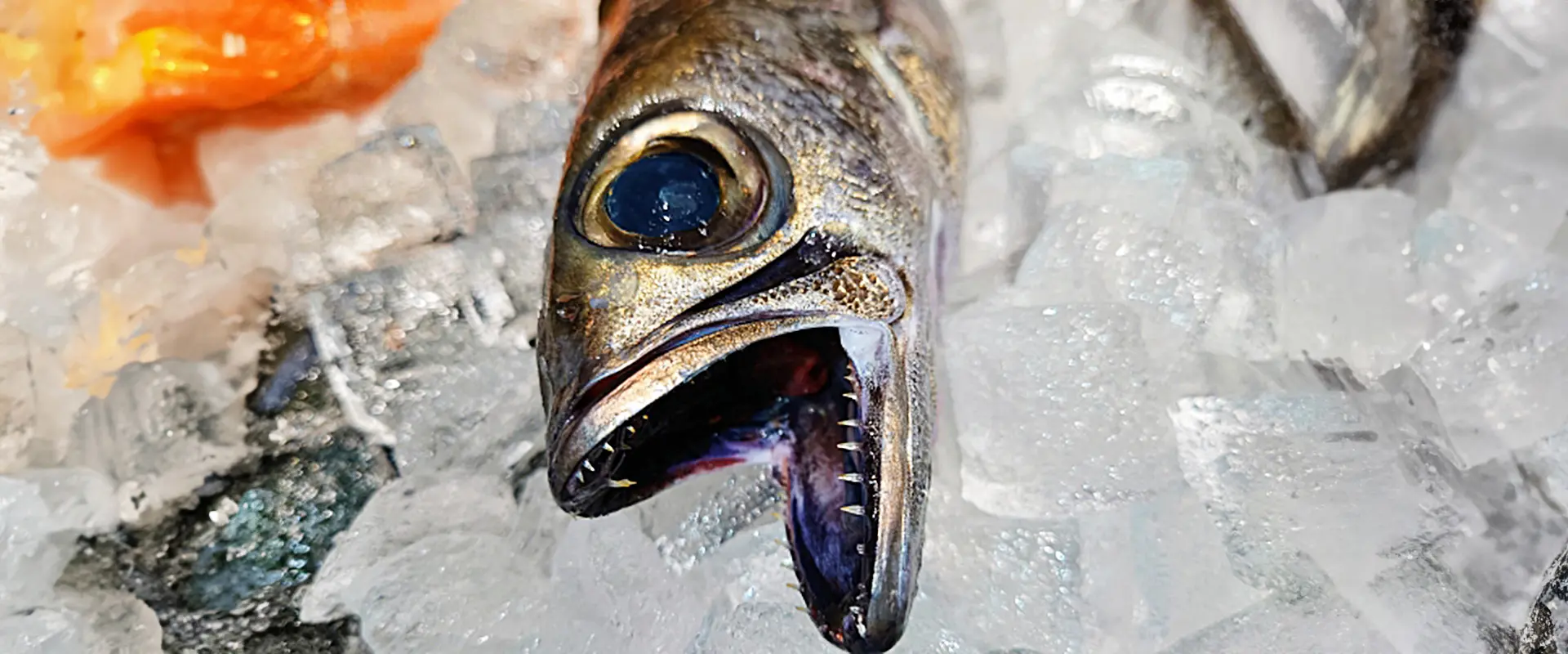 そもそも黒ムツとは？どんな魚なの？ノドグロとの違い？