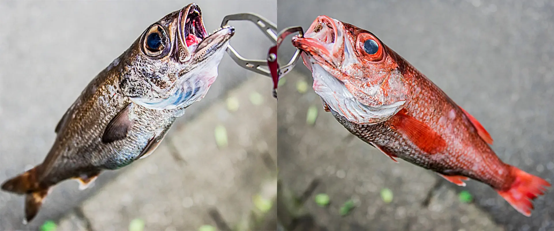 ノドグロ（赤ムツ）との違い？