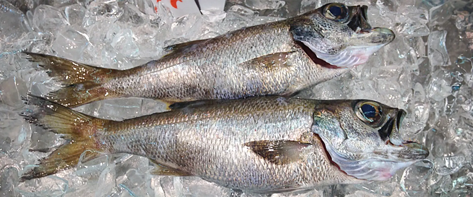 黒ムツの一般的な相場と値段