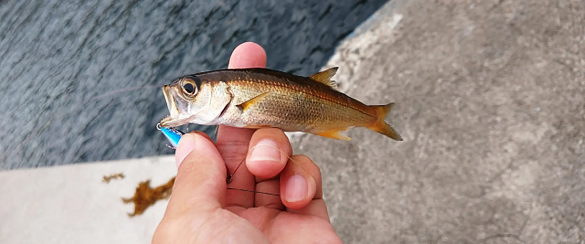 黒ムツの刺身の美味しい食べ方？ノドグロとの違い？魚の値段？まとめ