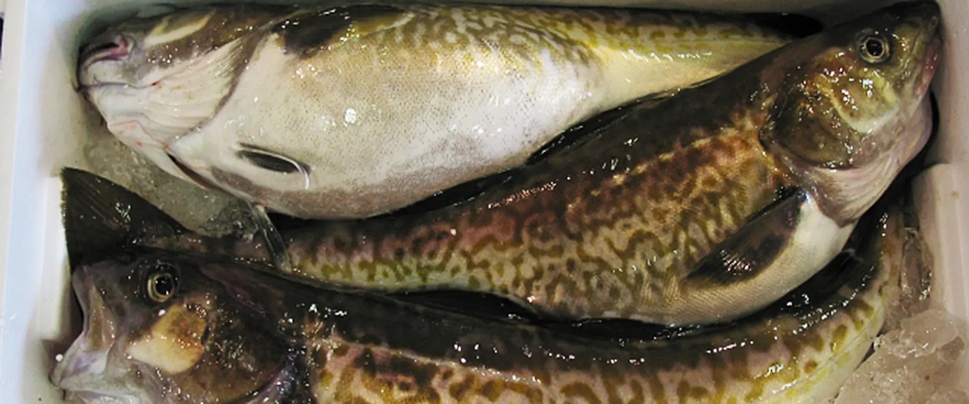 そもそも鱈（マダラ）とはどんな魚？