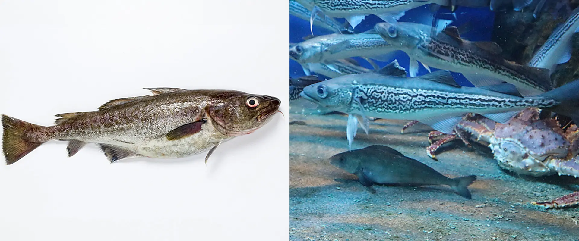 スケソウダラとの違い