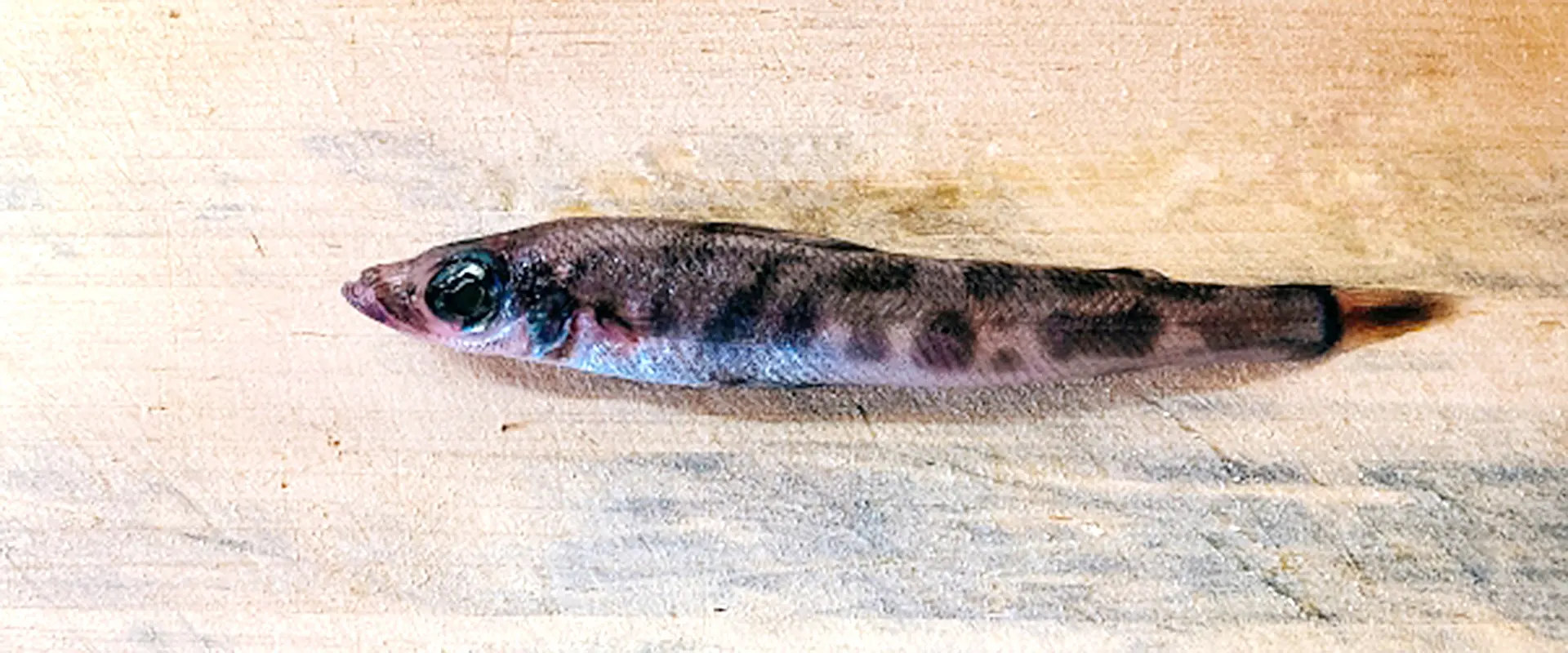 メヒカリって魚の食べ方は唐揚げ丸ごと？下ごしらえ下処理なし？まとめ