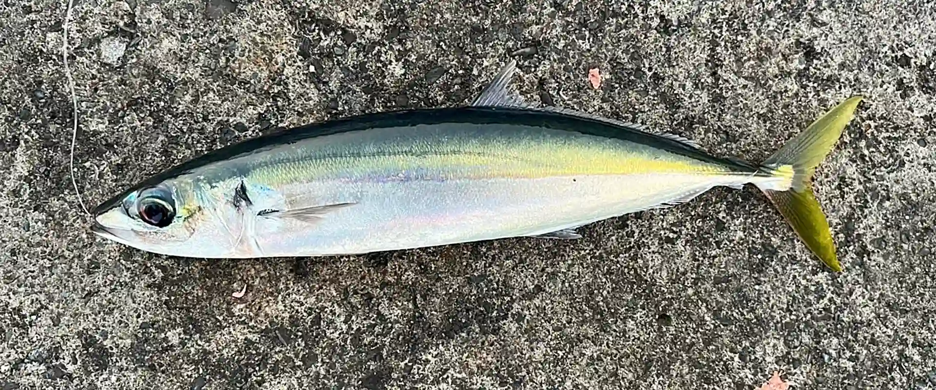 ムロアジの刺身はまずい？食べ方と美味しいレシピは塩焼き？