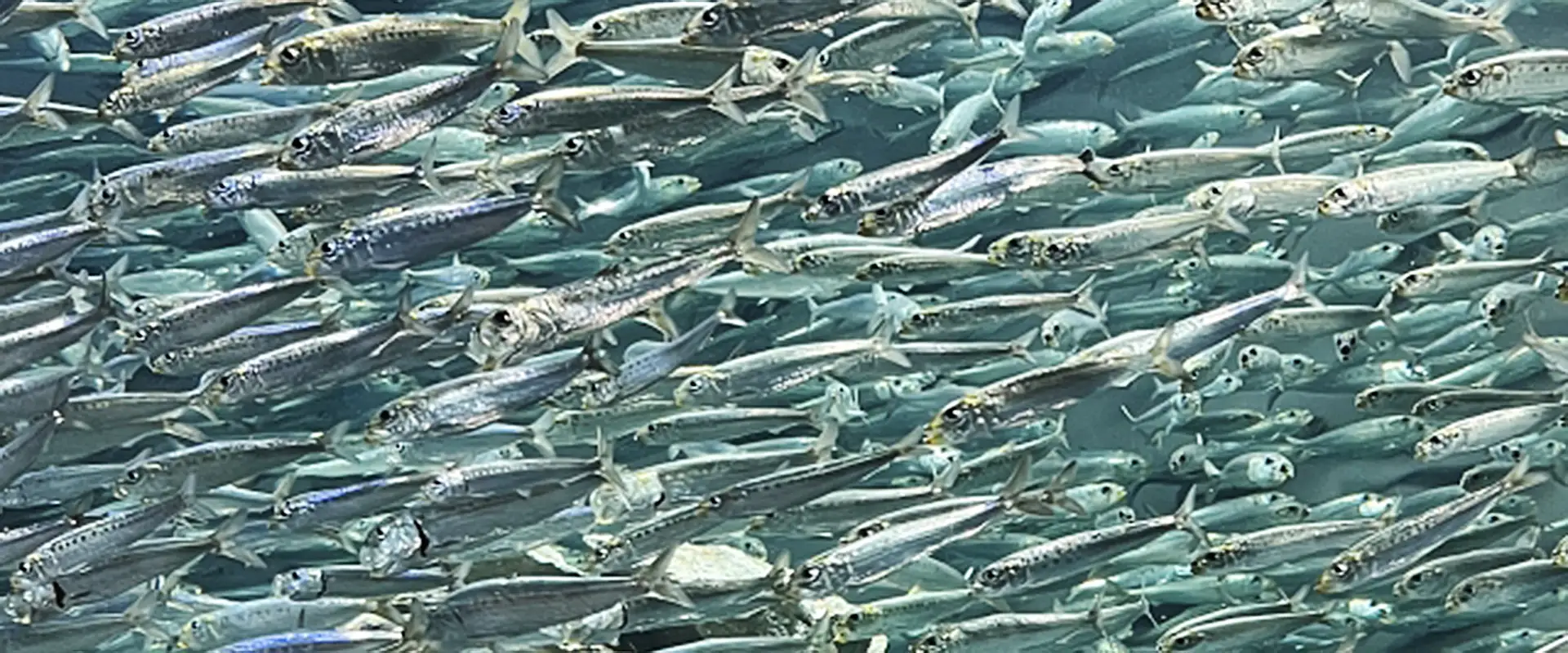 そもそもムロアジとは？どんな魚なの？