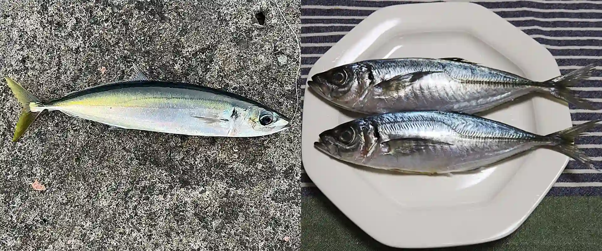 マアジとの違いは？