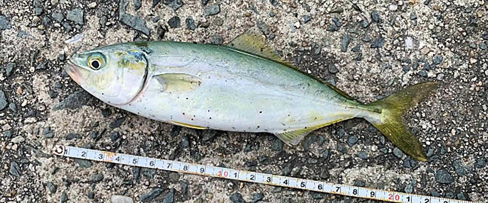 「魚夏」の読み方は？ワカシ？