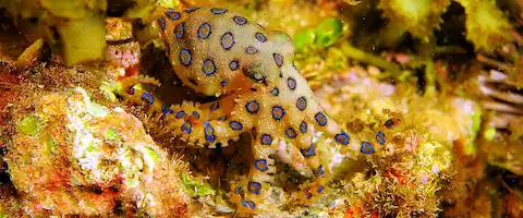 ヒョウモンダコを食べると危険！生息地は？天敵はいるの？