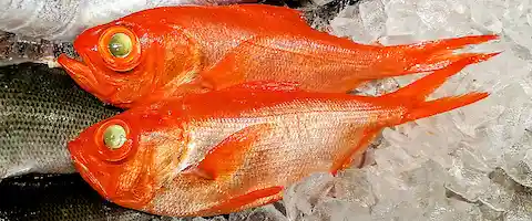 金目鯛の値段は？煮付け以外で刺身はまずいの？アニサキスは？