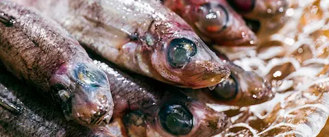 メヒカリの唐揚げ下ごしらえ下処理なし？