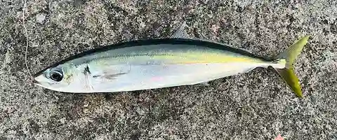 ムロアジの刺身はまずい？食べ方と美味しいレシピは塩焼き？