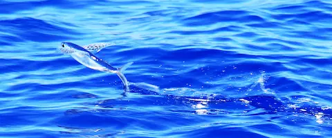 トビウオの刺身はまずい？食べ方は塩焼き？フライパンで美味しく
                                        