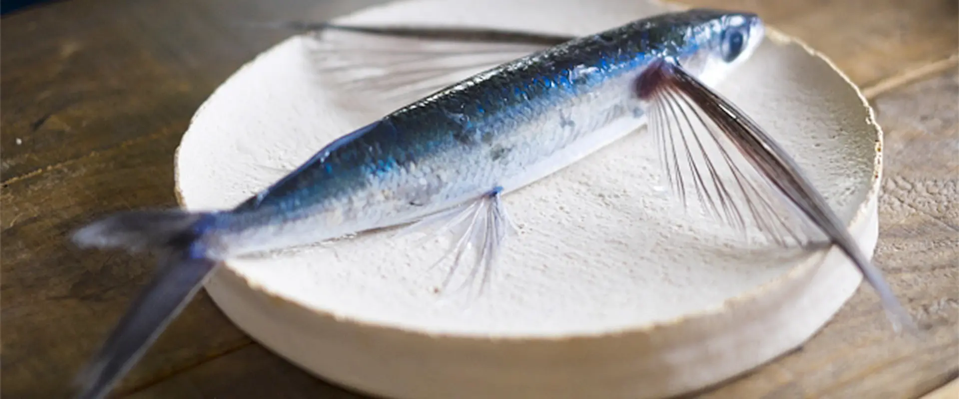 そもそもトビウオとは？どんな魚なの？飛ぶ理由