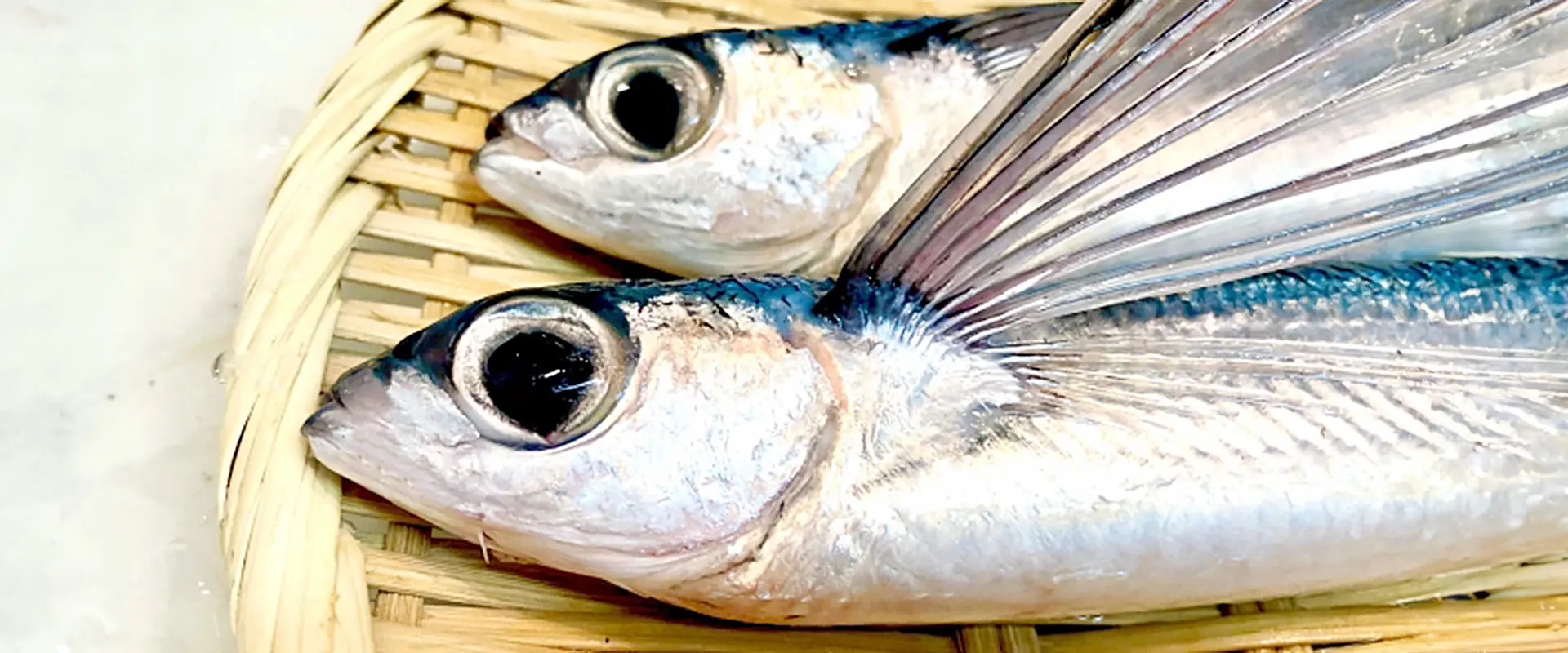 トビウオの刺身はまずい？食べ方は塩焼き？