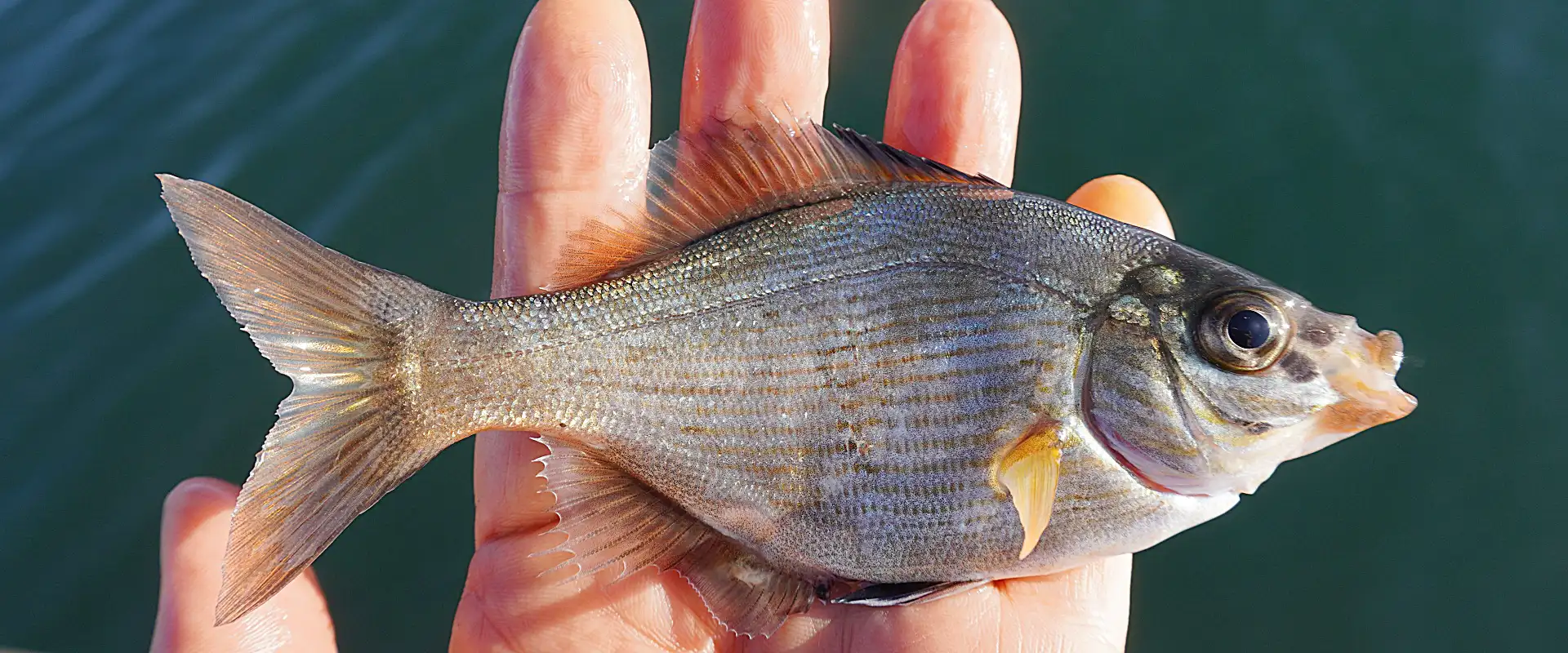 ウミタナゴはまずい？食べ方は塩焼き？刺身に寄生虫いる？
