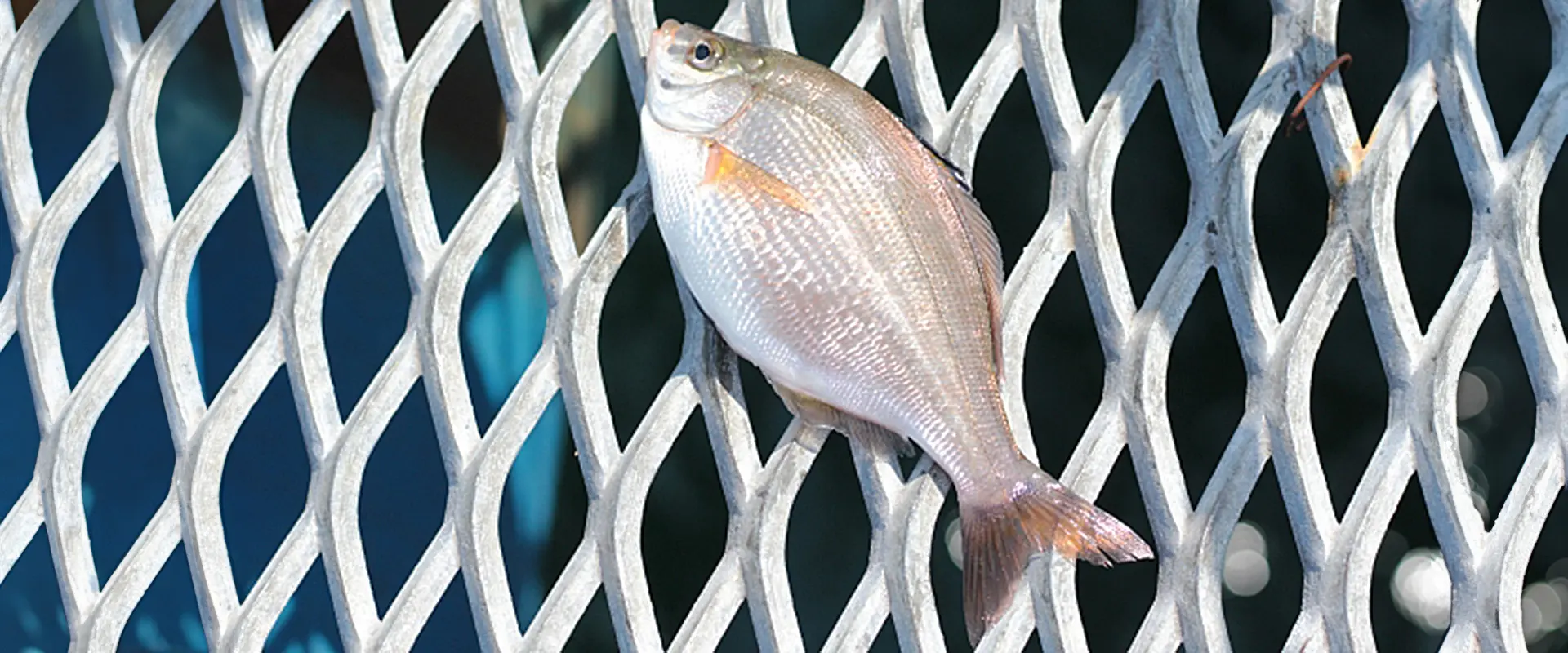 そもそもウミタナゴとは？どんな魚なの？