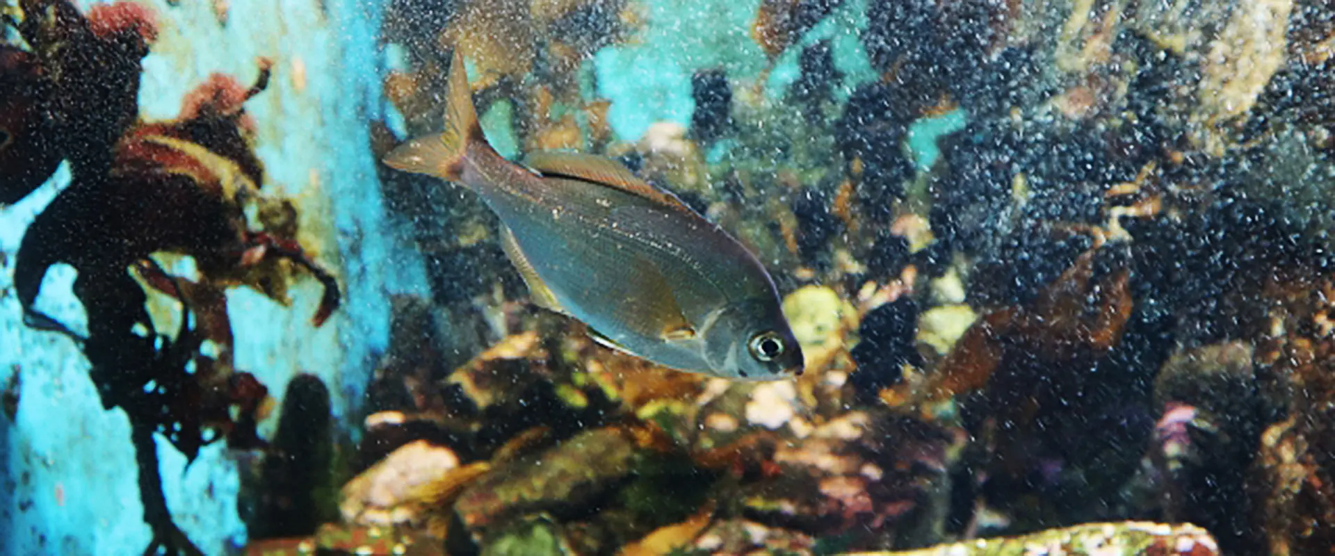 安産祈願？逆子？