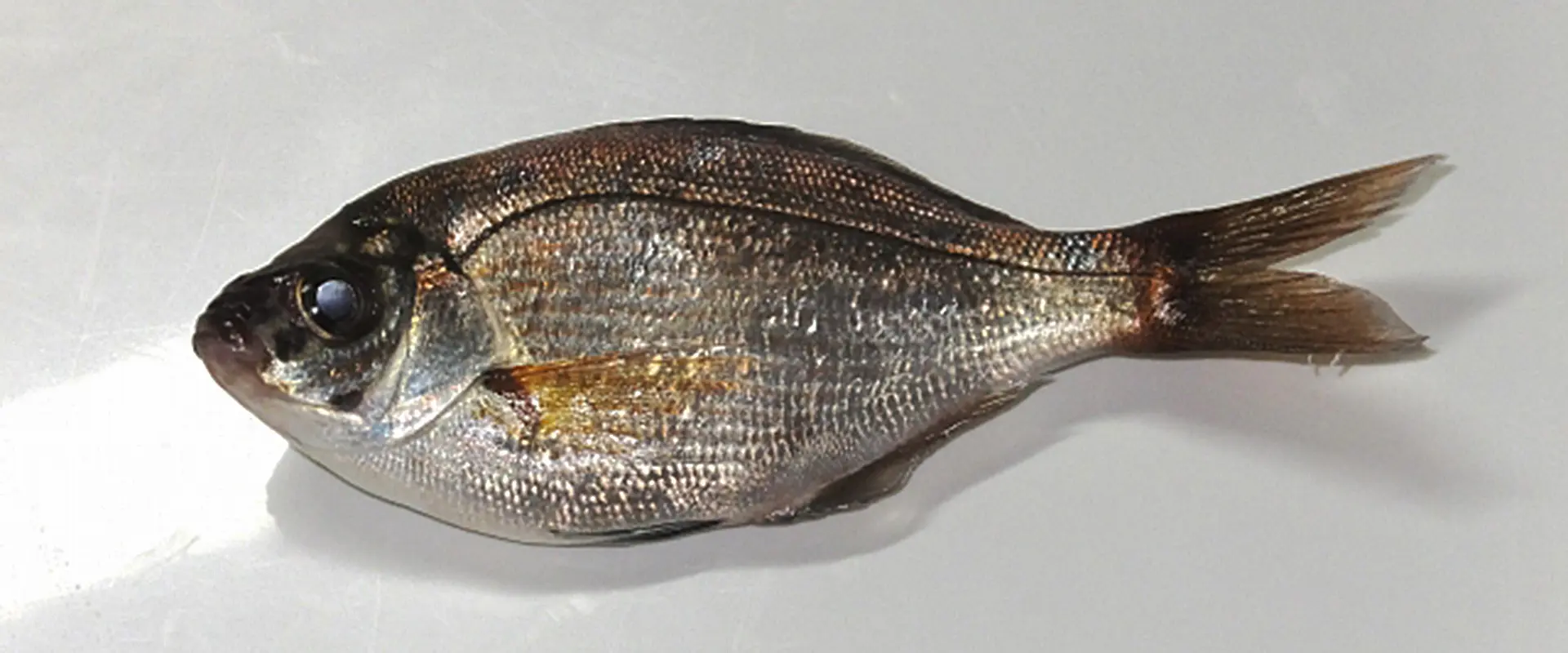 ウミタナゴはまずい？食べ方は塩焼き？