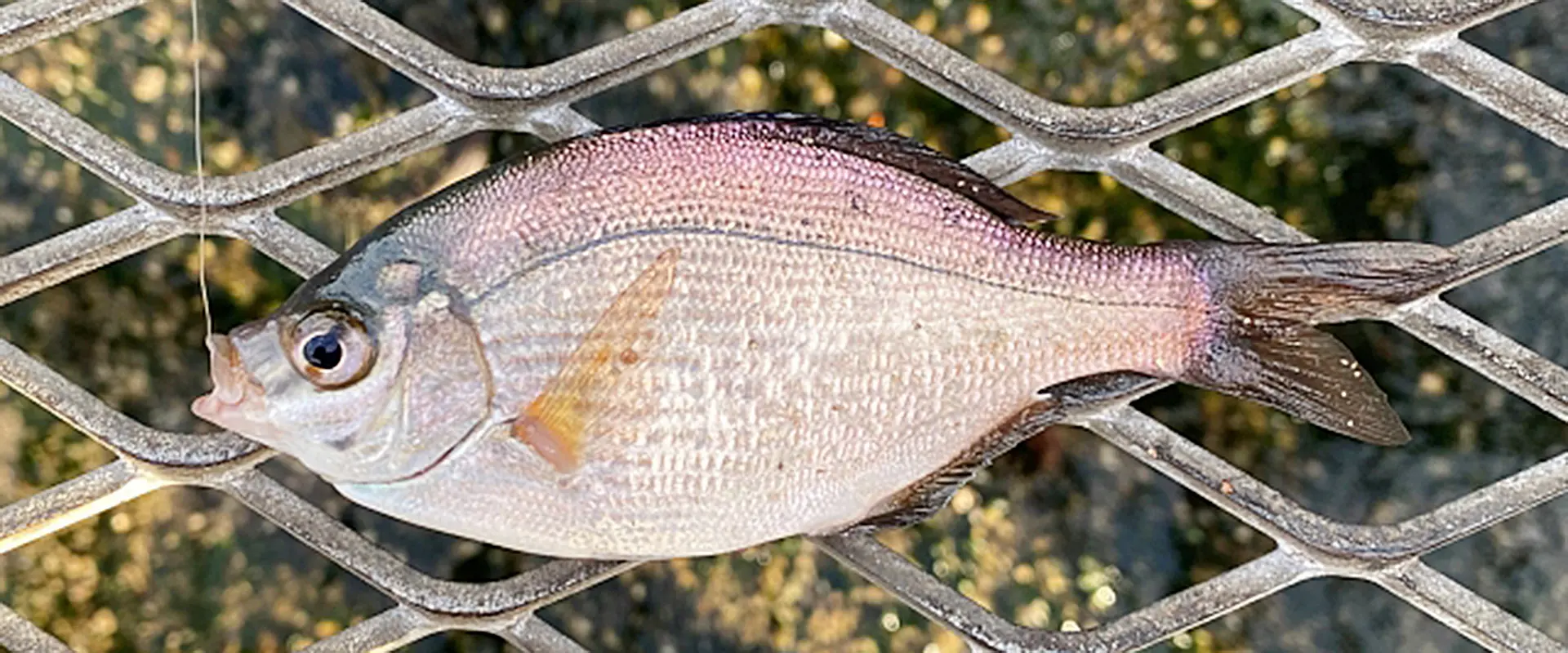 ウミタナゴはまずい？食べ方は塩焼き？刺身に寄生虫いる？まとめ