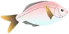 ウミタナゴアイコン