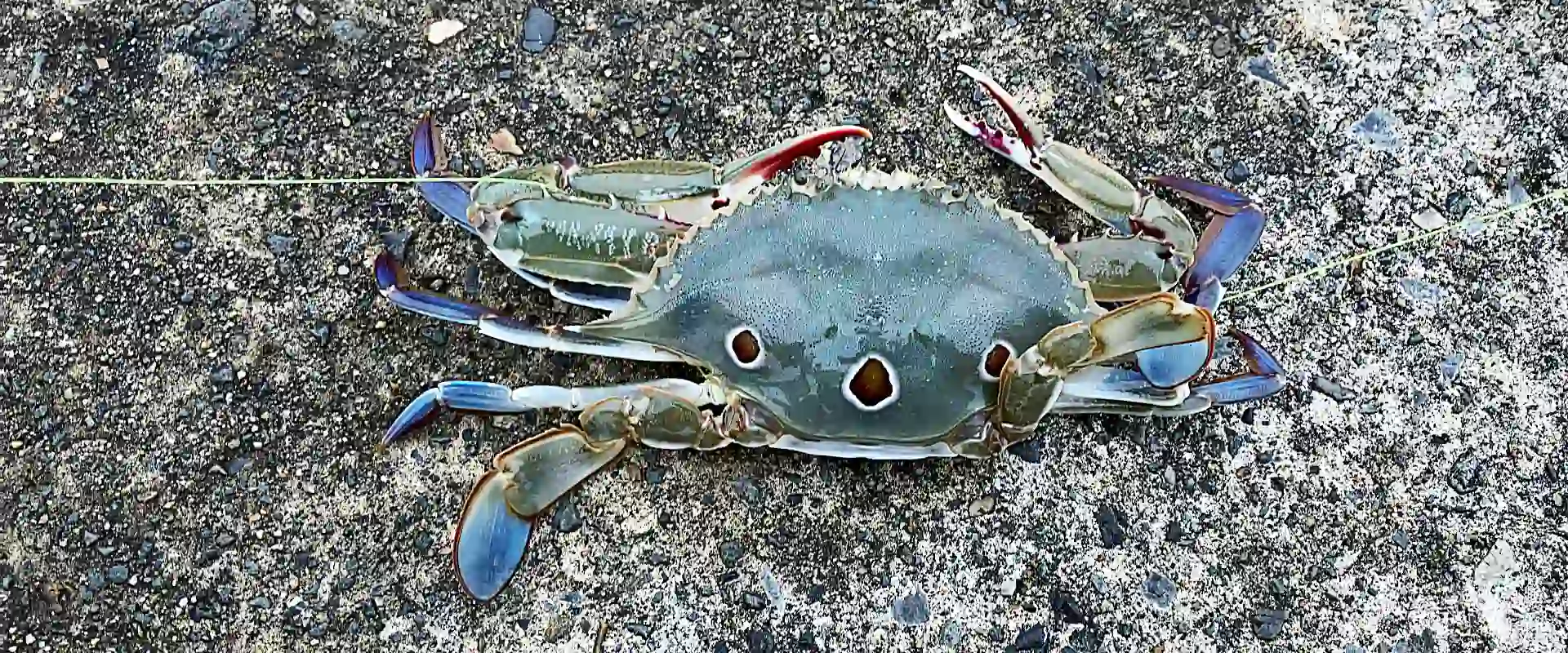 ワタリガニ（ガザミ）の食べ方・むきかた？締め方と臭み取り