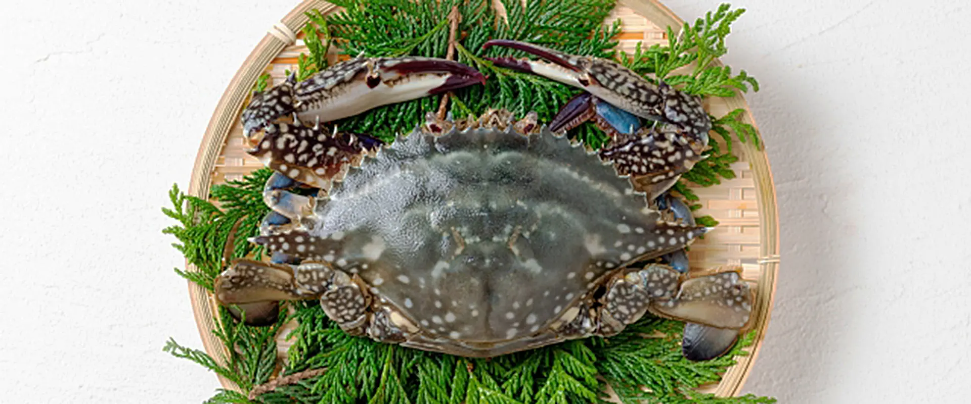 そもそもワタリガニ（ガザミ）とは？どんなカニ？