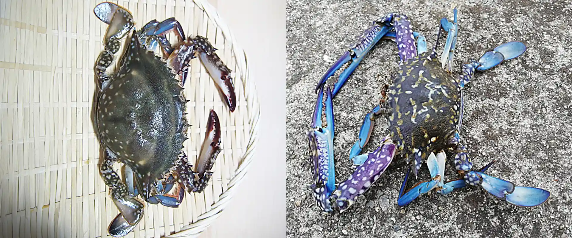 タイワンガザミとの違い